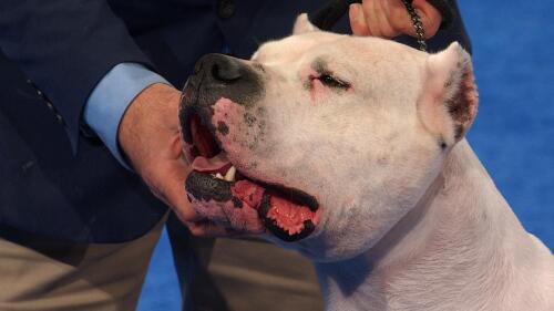 赛事转播权销售